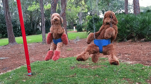 two dogs swinging gif