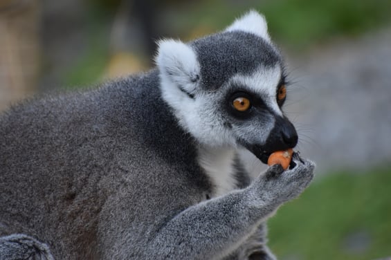 Lemur Lunch