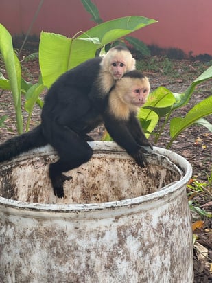 Monkeys in Manuel Antonio