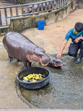 f1a60401-d5c7-4f31-a1fd-ab1f94762b73-aa_photo_upload-Fall-2024_Semester-in-Thailand-Mahidol-Univeristy_-Jaylen-Minard_University-of-South-Alabama_Picture-of-Moo-Deng